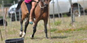 Gansbaai Perde Boersport BBos 2